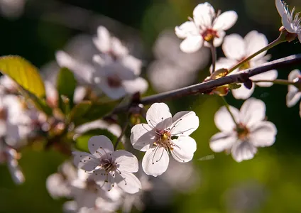 protecting-ecosystem